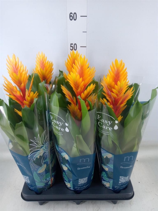 <h4>Vriesea  'Intenso Flame'</h4>