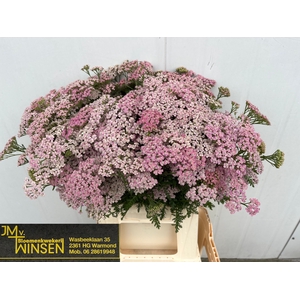 Achillea Pink Lady Winsen