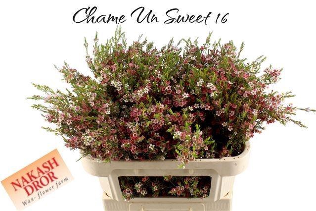 <h4>CHAME UN MY SWEET 16</h4>
