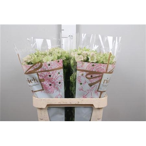 Camp M Evergreen S Pink