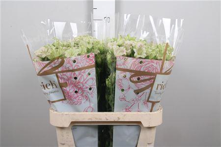 <h4>Camp M Evergreen S Pink</h4>