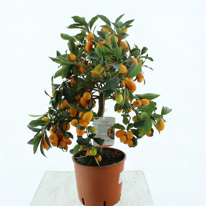 <h4>Citrus Microcarpa Kumquat</h4>