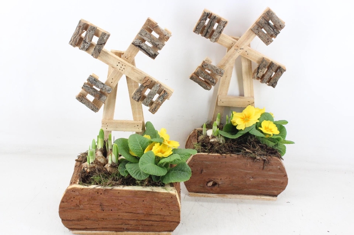 <h4>arr4 Primula TD - Hout molen x3</h4>