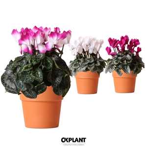 Cyclamen mix in Terracotta pot