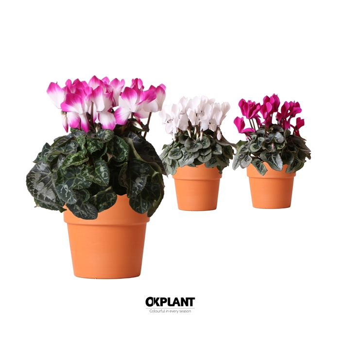 <h4>Cyclamen mix in Terracotta pot</h4>