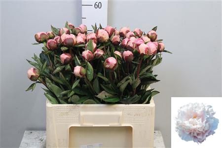 <h4>Paeo Gardenia</h4>