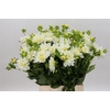Dahlia White Swan