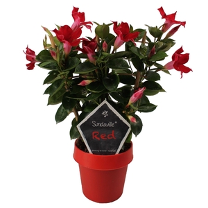 Mandevilla Sundaville Classic Red op rek (Dipladenia)