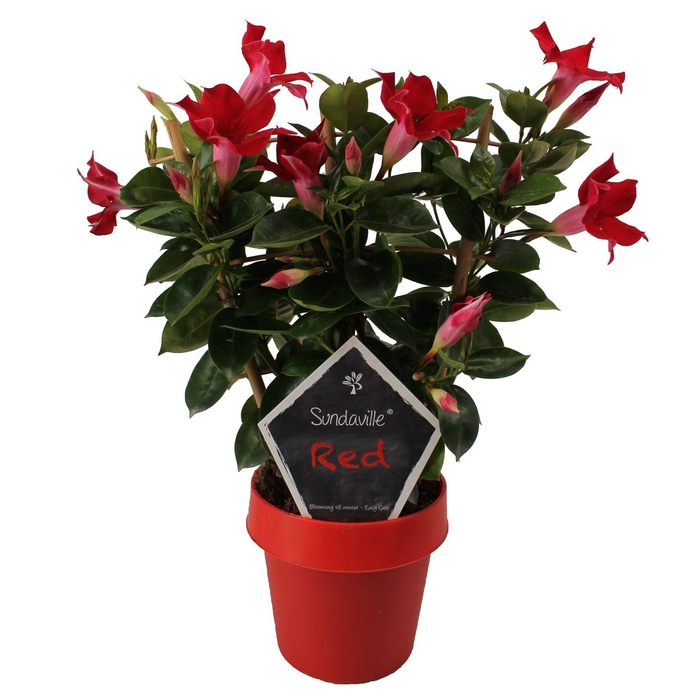 <h4>Mandevilla Sundaville Classic Red op rek (Dipladenia)</h4>