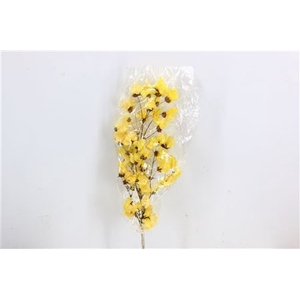 Dried Bougainvillea X5 55cm Yellow Bunch