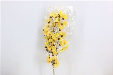 <h4>Dried Bougainvillea X5 55cm Yellow Bunch</h4>