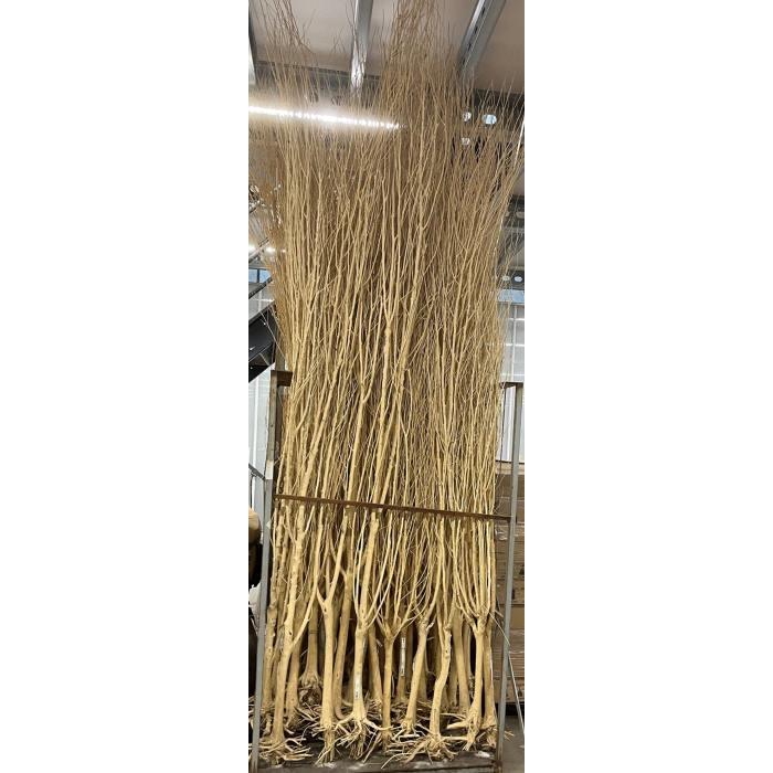 <h4>Branch Manzanita Wild L270H270 INV</h4>