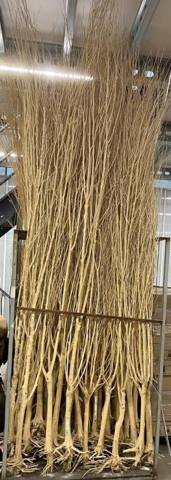 Branch Manzanita Wild L270H270 INV