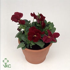 Viola Co Licht Roze Sixpack