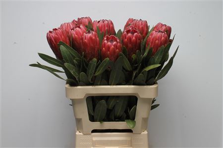 Protea Red Ice