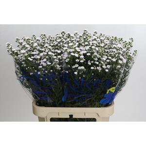 Aster White Gypsy