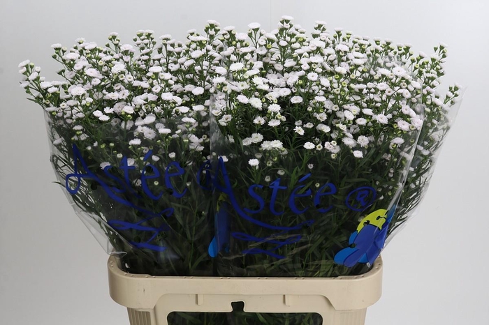 <h4>Aster White Gypsy</h4>