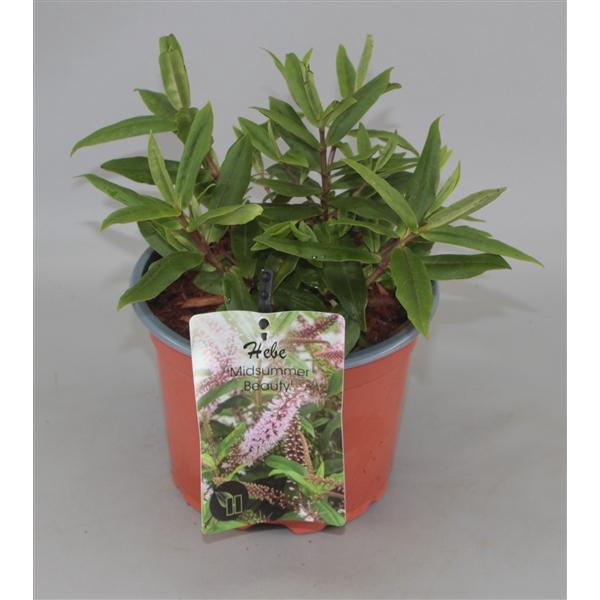 <h4>Hebe Midsummer Beauty C2</h4>