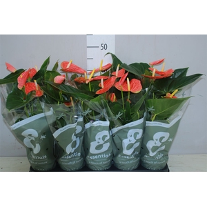 Anth An Prince Of Orange 3+