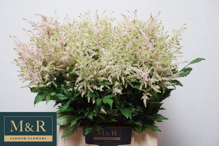 <h4>ASTIL JA EUROPA</h4>