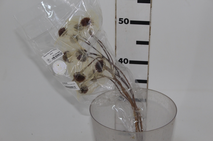 <h4>PLANTA SECA GALHO RENDA 50CM</h4>