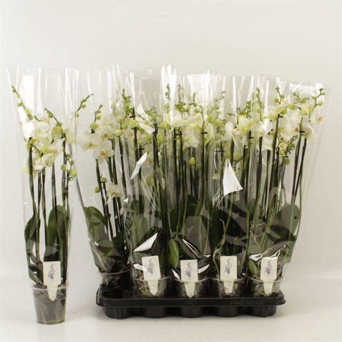 <h4>Phal Ov Wit</h4>