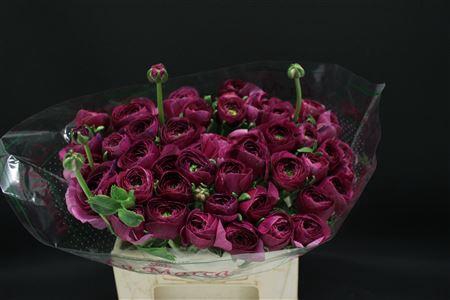 <h4>Cloni Extra Renoire</h4>