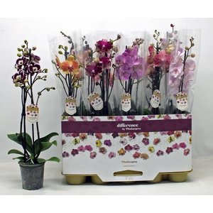 PHAL GEM