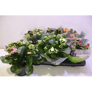 arr8 Kal Ge Gem 5 Kl