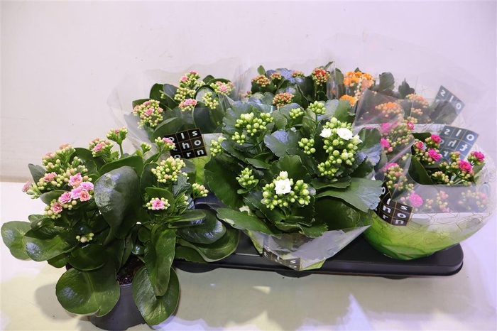 <h4>Kal Ge Gem 5 Kl</h4>