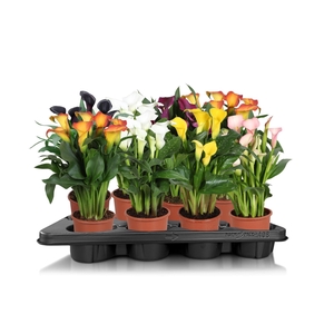 Zantedeschia gemengd Calla mix