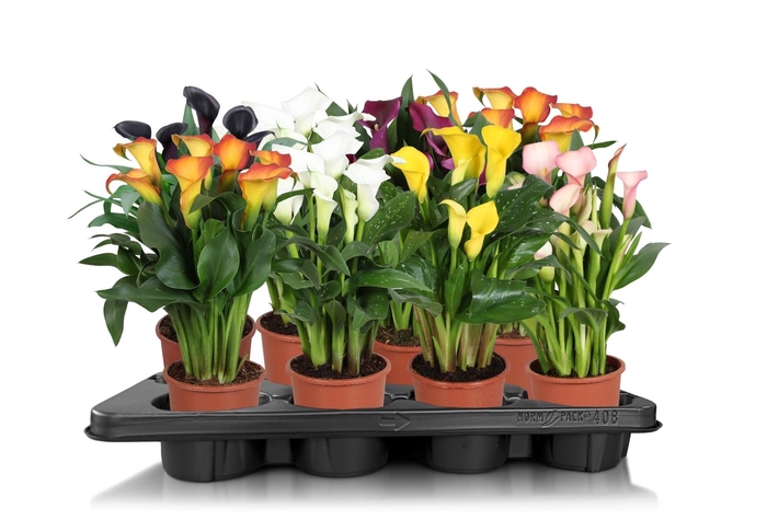 <h4>Zantedeschia gemengd Calla mix</h4>