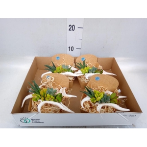 Planten  ..in schelp L%