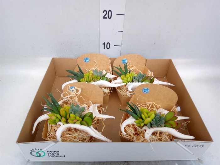 <h4>Planten  ..in schelp L%</h4>