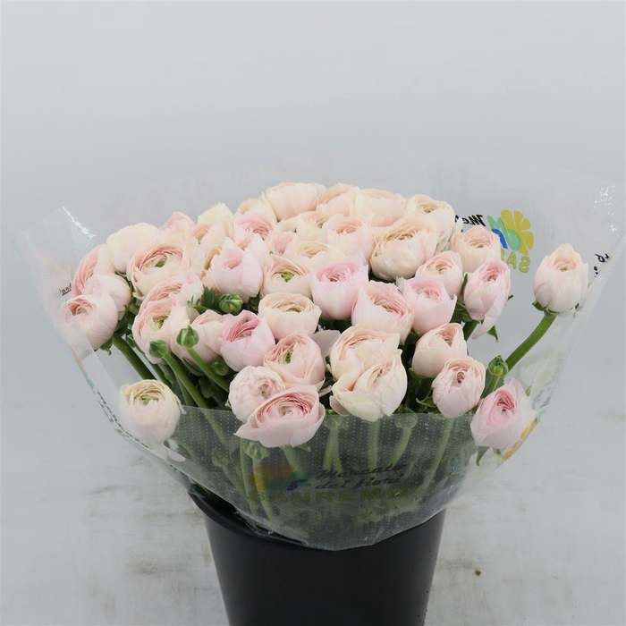 <h4>Ranunculus Success Favola | Extra</h4>