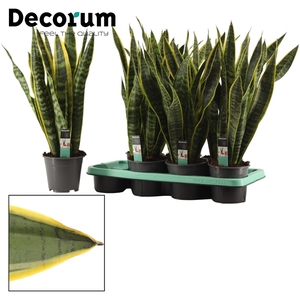 Sansevieria Laurentii 14 cm (Decorum)