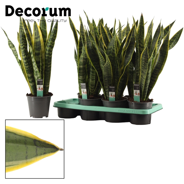 <h4>Sansevieria Laurentii 14 cm (Decorum)</h4>