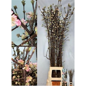 Vibur Bodn Charles Lamont P Stem