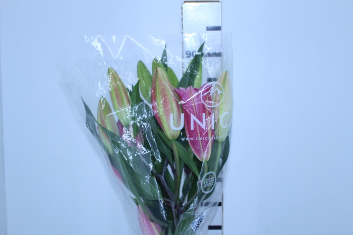 LIRIO TARRANGO 090 CM HA 3/5 FLS