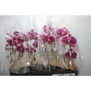 PHALAENOPSIS CASCATA P15 BICOLOR