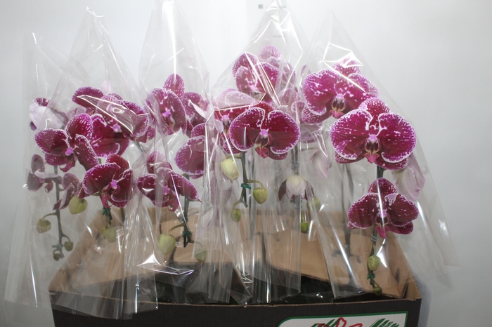 <h4>PHALAENOPSIS CASCATA P15 BICOLOR</h4>