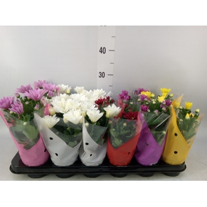 Chrysanthemum   ..mix 6