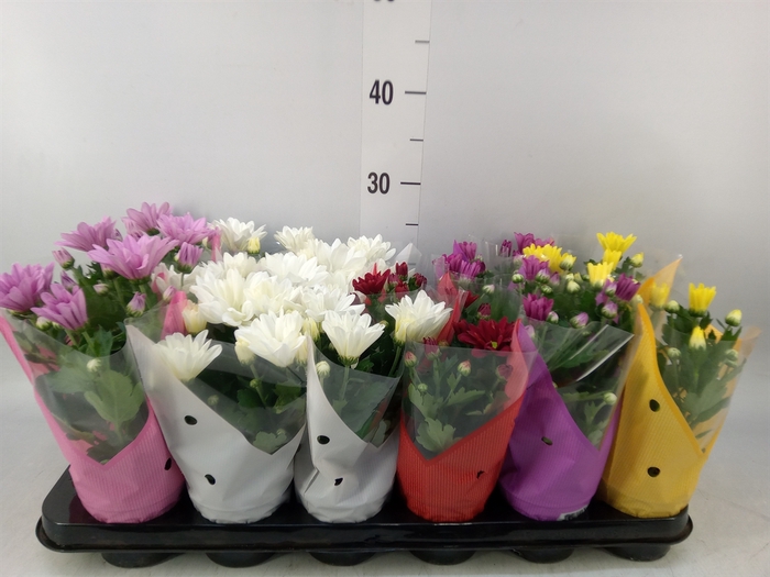 <h4>Chrysanthemum   ..mix 6</h4>