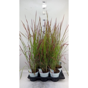 Imperata cylindrica 'Red Baron'