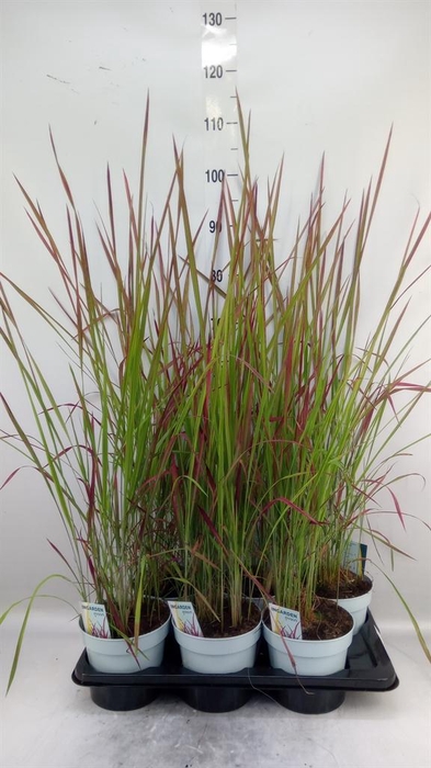 <h4>Imperata cylindrica 'Red Baron'</h4>