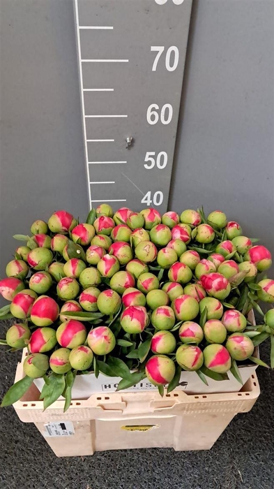 <h4>Paeo Cytherea Rosa</h4>