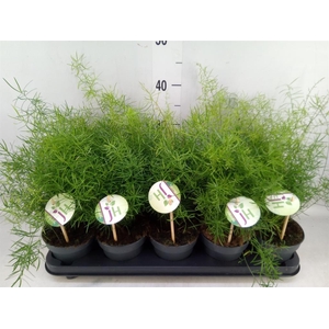 Asparagus dens. 'Sprengeri'