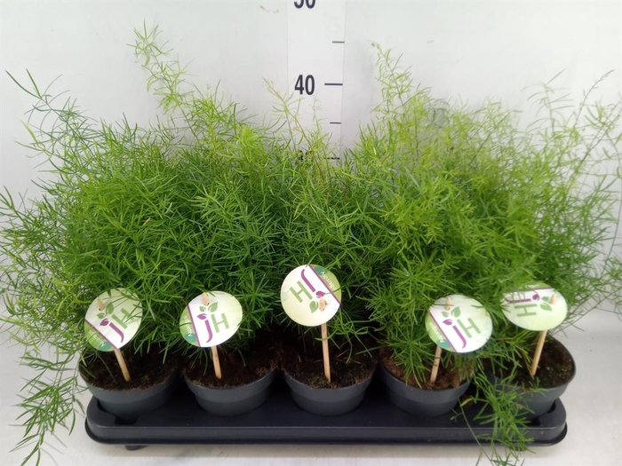 <h4>Asparagus dens. 'Sprengeri'</h4>