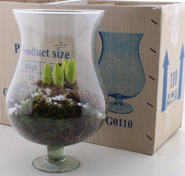 <h4>ARR HYACINTH</h4>