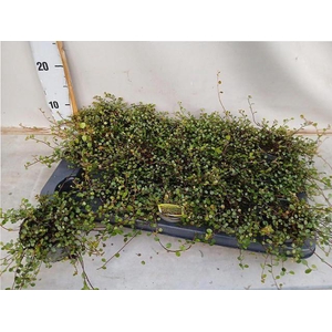 !! PROMO !! MUEHLENBECKIA CO MAORI P9